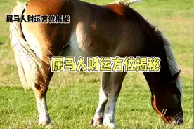 生肖马的财运方位#十二生肖#属马