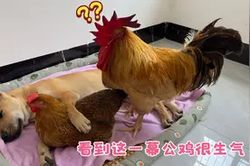 有趣土狗邀请母鸡睡在他怀里，害怕母鸡跑了！公鸡很生气。太搞笑视频封面