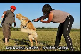 “最通人性”的5种狗，你对它好，它用一生报答你哦！