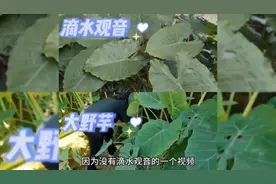 滴水观音跟大野芋的区别，一个亮光，一个哑光，是不是很好区分？