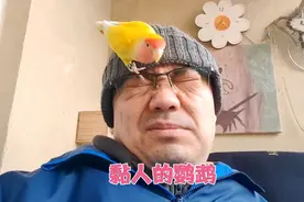 黏人的牡丹鹦鹉