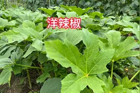 洋辣椒营养丰富，种植简单产量高，男生都是很喜欢吃视频封面