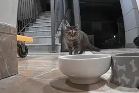 狸花猫越狱出走的第九天：饿到前胸贴后背，埋头大吃五分钟视频封面