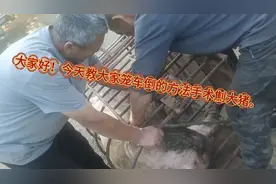 最新笼车倒法手术劁大猪。