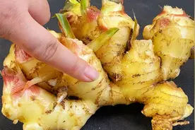 保存生姜原来这么简单，放一年和新鲜一样好，随吃随取一点不浪费视频封面