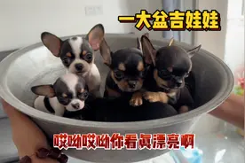 一大盆精品小体吉娃娃🐶，铁包金三花都有，随意挑选🤪视频封面