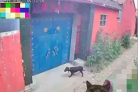 八旬老太太被一条黑狗撕咬 鼻子被咬掉 双眼瞎了!