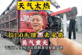 拉150多头猪🐷去安徽、天气太热 臭气熏天 连驾驶室都是猪屎💩…视频封面