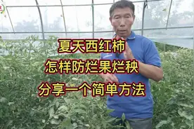 夏天雨水多，露地西红柿怎样防烂果和烂秧？分享一个简单方法