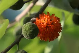 构树果，构树子，与根共入药，具有补肾、利尿、强筋视频封面