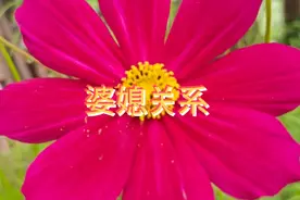 奚爸把公公婆婆真给接回来了