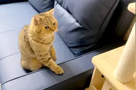 训练猫咪玩猫爬架第二天。用零食引导。吃完零食就跑。根本不玩。