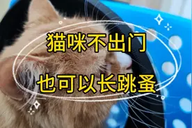 猫咪不出门也能染上跳蚤吗？今天来个现身说法视频封面