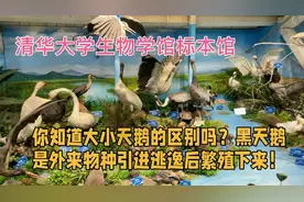 你知道大小天鹅的区别吗？黑天鹅是外来物种引进逃逸后繁殖下来！