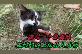 小哥偷偷抓走小奶猫，却被猫妈妈当场抓住，结果挨了一顿喵喵拳