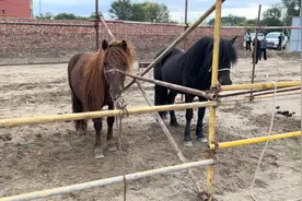 哈萨克族迁移活动