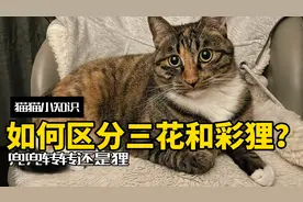 全网一半的三花确诊彩狸？两者到底有什么区别？