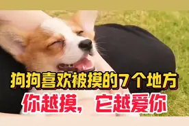狗狗最喜欢被主人“抚摸”的7个地方，你越摸，它越爱你！视频封面