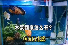 鱼缸水泵24小时全开科学吗？365天不常开会有影响吗？