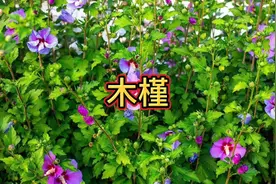 每天一味中草药——木槿