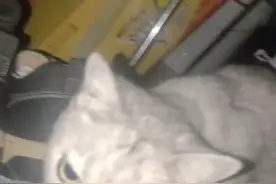 人家都是马路边捡猫。而我睡到半夜捡到只猫！！！吓我一跳。。视频封面