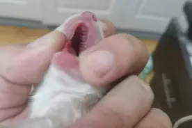 刚出生的萨摩耶上颚裂吃不到奶，没办法只能手养了，铲屎的不容易视频封面