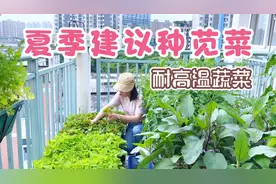 28天苋菜可以吃了，夏季建议种耐高温蔬菜，自己种菜为了吃着健康视频封面