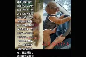 本人泰迪狗于7月5日早上三点多在运河城小区14号楼走丢