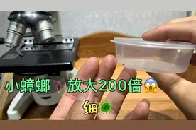 幼小蟑螂🪳分解显微镜放大！恶心🤢