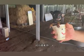 狗场拿泰迪，他家还有茶杯吉娃娃一公一母视频封面