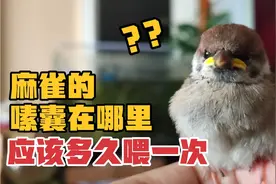 麻雀的嗉囊在哪里？应该多久喂一次？视频封面