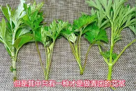 哪一种才是能吃的艾草？一招教你辩认真假，一定要认清楚了再吃视频封面