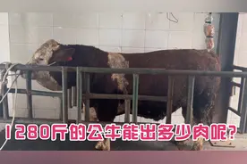 一头1280斤的牛它能出多少肉呢？中午就给它宰了看有多少肉？视频封面