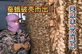 东北柞蚕制种开始，蚕蛾破茧而出完成使劲，工人们不停的抓