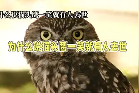 猫头鹰笑声背后的迷信：揭秘为何传说它与死亡相关视频封面
