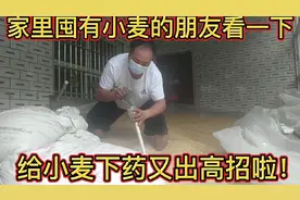 家里囤有小麦的朋友注意啦！给小麦下药有绝招，即不生虫，又省力