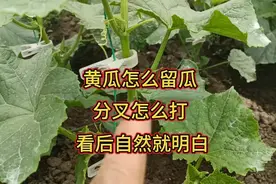 黄瓜怎么留瓜？分叉怎么打？现场分享，看后自然就明白
