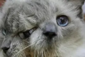 世上畸形怪物大全优美的歌视频封面