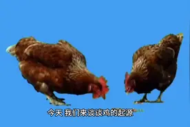 鸡是如何来的