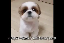 小狗走丢4年后与主人偶遇，真实感人的故事视频封面