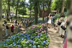 南京中山植物园的绣球花开了，快去打卡吧！！视频封面