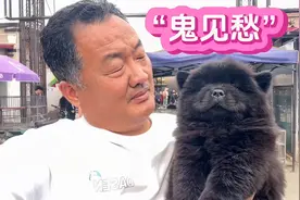 这狗果然非凡，有着镇宅辟邪之称，据说鬼看到他都要绕着走