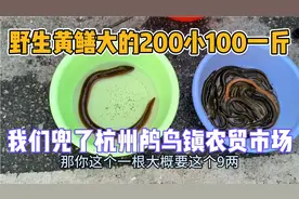野生黄鳝大的200元/斤，小的100元/斤我们都在杭州鸬鸟镇农贸市场