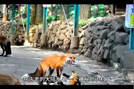 狐狸尾巴摸不得