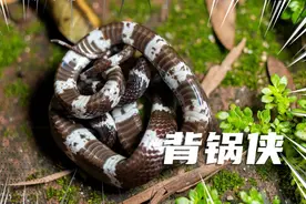 蛇中的背锅侠，东川白环蛇视频封面