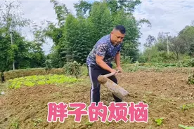 长胖了干活路都比较笨拙，母亲让儿子每顿少吃点，儿子却说法多视频封面