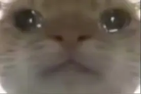 老鼠表情包卡点视频封面