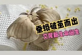 养蚕日记之蚕蛾破茧而出交尾新生命诞生