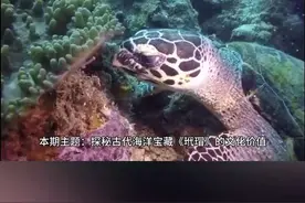 揭秘：海洋瑰宝【玳瑁】的由来及古代历史文化和古代艺术收藏价值