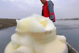 鱼苗的鳞片掉了，24小时内就要下碘！等长了水霉，就不好办了！